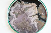 Microbial colonies on petri dish