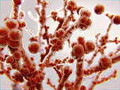 Candida albicans fungus, illustration