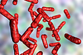 Probiotic bacteria Bacillus clausii, illustration