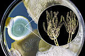 Penicillium fungus, composite image