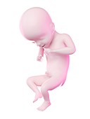 Fetus at week 21, illustration