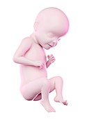 Fetus at week 29, illustration