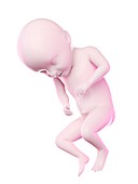 Fetus at week 31, illustration