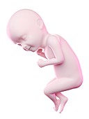 Fetus at week 33, illustration