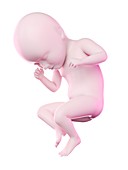 Fetus at week 35, illustration