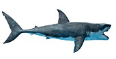 Great white shark, illustration