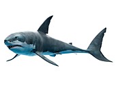 Great white shark, illustration