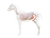 Horse anatomy, illustration