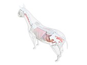 Horse anatomy, illustration