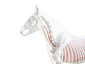 Horse anatomy, illustration