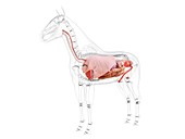 Horse anatomy, illustration