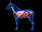 Horse anatomy, illustration