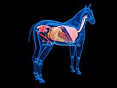 Horse anatomy, illustration