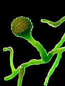 Mucor fungus, illustration