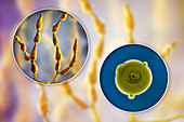 Allergenic fungus Alternaria alternata, composite image