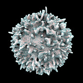 Lymphocyte, illustration