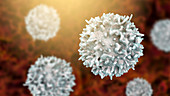 Lymphocytes, illustration