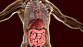 Human stomach cancer, illustration