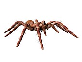 Goliath birdeater tarantula, illustration