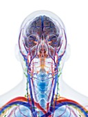 Head and neck anatomy, illustration