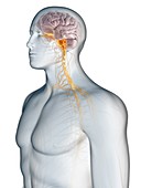 Nervous system, illustration