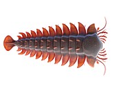 Sanctacaris marine arthropod, illustration