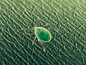 Tick, illustration