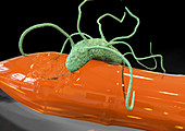 Plastic-degrading bacterium, illustration
