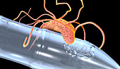 Plastic-degrading bacterium, illustration