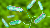 Legionnaire's disease bacteria, illustration