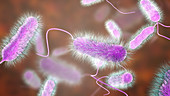 Legionnaire's disease bacteria, illustration