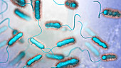 Legionnaire's disease bacteria, illustration