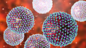 Measles virus, illustration