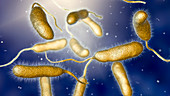 Vibrio vulnificus bacteria, artwork