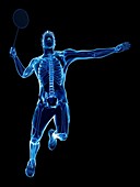 Badminton player's skeleton, illustration