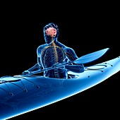 Canoeist's nervous system, illustration