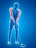 Golf player's muscles, illustration