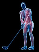 Golf player's muscles, illustration