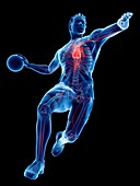 Handball player's heart, illustration