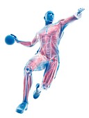 Handball player's muscles, illustration