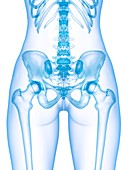Pelvis bones, illustration