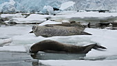 Crabeater seals, Antarctica