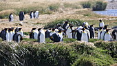 King penguins, Tierra del Fuego