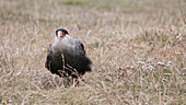 Southern crested caracara feeding