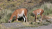 Adult and young guanaco grazing, Chile