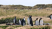 King penguins, Tierra del Fuego