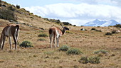 Guanaco grazing on grass, Chile