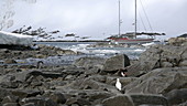 Boat on water with wildlife, Antarctica