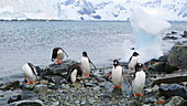Gentoo penguins on shore, Antarctica