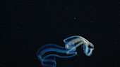 Venus girdle ctenophore swimming